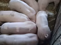 돼지(암수 미지정, 묶음), Крупная белая — 사진 4