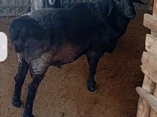 Ovan, Baerchuke sheep