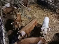Schweine (Partie, Geschlecht nicht angegeben), Schweine — Foto 3