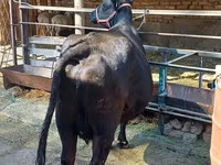 Vaca, Aberdeen-Angus — foto 8