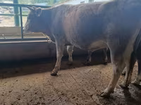Tehén, Swiss cattle — 6. fotó