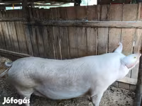Sugga, Крупная белая — foto 5