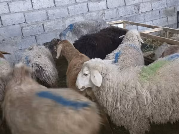 Sheep, Sheep — Kyrgyzstan