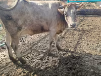 Ko, Swiss cattle — foto 3