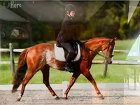 Cavallo, Quarter Horse — foto 3