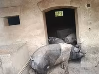 Eber, Schweine — Foto 2