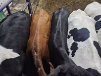 Kuh, Holstein-Rasse — Foto 2