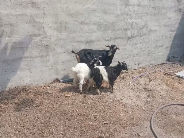 Kambing betina, Goats