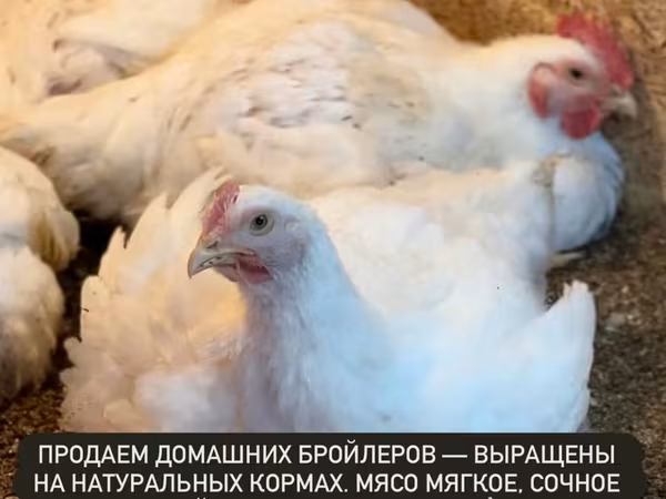 Продаем домашних бройлеров — выращены на натуральных кормах с особым