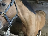 Hingst, Heste — foto 2