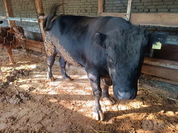 Tyre, Aberdeen-Angus