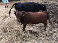 雌牛, デクスター — 写真 4