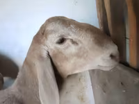 Dume la kondoo, Arashan sheep — picha 4