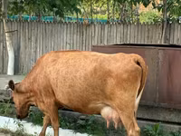 گاو ماده, گاو — عکس 3