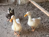 Ducks — ছবি 2