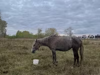 Iapă, Horse breed — foto 2