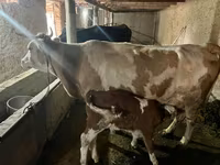 Krava, Swiss cattle — foto 2