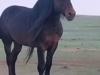 اسب نر, اسب — عکس 3