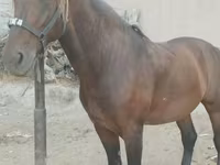 Hingst, Kyrgyz Horse — foto 2
