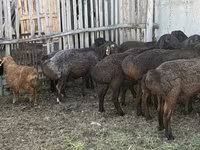 Dume la kondoo, Hissar sheep — picha 6