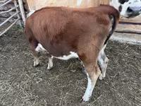 โคเนื้อ (เป็นล็อต, ไม่ระบุเพศ), Simmental cattle — รูปภาพ 1