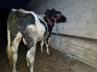 ხარი, Russian Black pied cattle — ფოტო 3