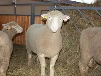 Berbec, Dorset horn sheep — foto 1