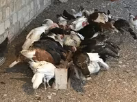 Turkeys — fotografija 8