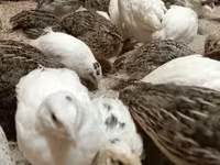 Quails — ছবি 4