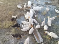 Ducks — foto 3