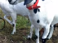 بز ماده, Nubian Goat — عکس 5
