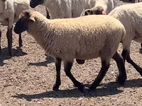 แกะตัวผู้, Hampshire sheep — รูปภาพ 3