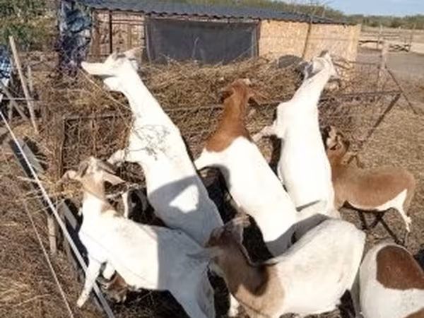 แพะตัวเมีย, Boer goat