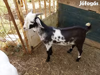 แพะตัวผู้, Nubian Goat — รูปภาพ 1