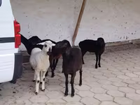 Sheep, Sheep — photo 2