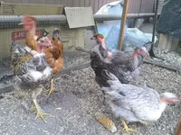 Chickens — عکس 5