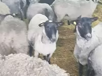 በግ, Romanov sheep — ፎቶ 6