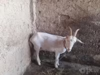 Koza, Kozy — foto 3