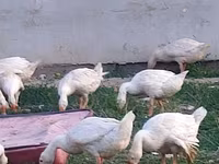 Geese — รูปภาพ 1