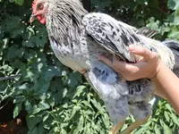 Chickens — zdjęcie 3