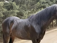 Cheval, Thoroughbred horse — photo 3