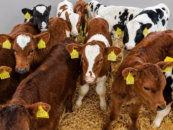 Stier, Runderen — Polen