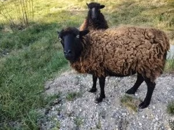ცხვარი, Ouessant sheep