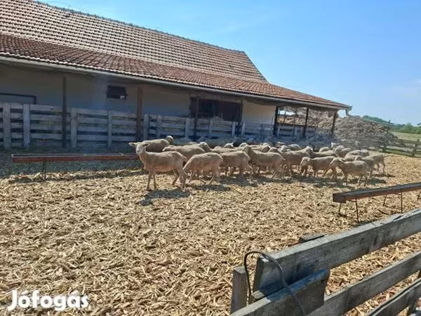 Får, Merino sheep