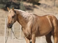 Kuda jantan, Quarter Horse — foto 5
