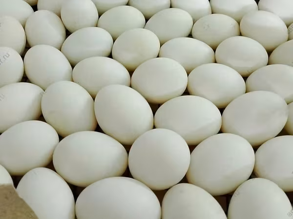 Chickens