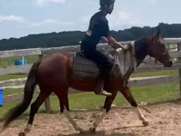 雄馬, Thoroughbred horse — 写真 5