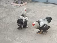 براهما — عکس 2