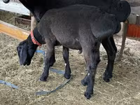 Cừu đực, Arashan sheep — ảnh 3
