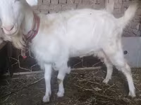 雌ヤギ, Russian White goat — 写真 3